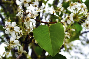 蜜桔嫁接苗幾年結果(蜜桔樹可以嫁接什么樹)