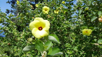 柑橘中藥功效作用(柑橘的藥用)