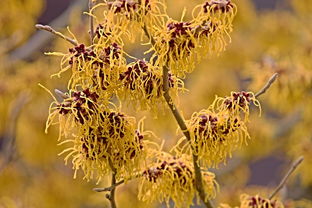 柑橘冬季打什么藥防蟲（柑橘冬天打農藥嗎）