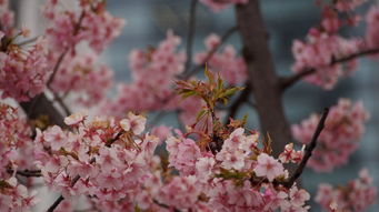 沃柑采摘后果樹怎么管理（沃柑結果樹后期管理）