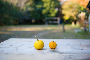 脆蜜金柑樹苗有刺嗎？種植必讀的品種特性解析