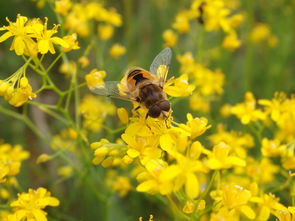 沃柑花期可以噴藥嗎有毒嗎(沃柑盛花期可以打藥嗎)