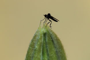 柑橘品種哪種抗蟲性好(柑橘品種哪種抗蟲性好一點(diǎn))