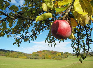 柑橘類紅蜘蛛病害圖片及防治措施（柑橘樹紅蜘蛛很多用什么農藥治打）