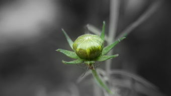 脆皮金桔種植技術要點有哪些呢(脆皮金桔種植方法)