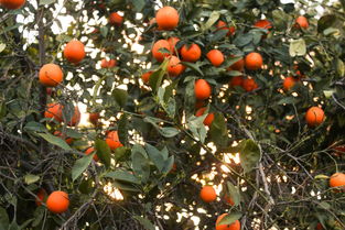 沃柑橙子橘子雜交品種嗎嗎(沃柑是橙子和橘子的雜交品種嗎)