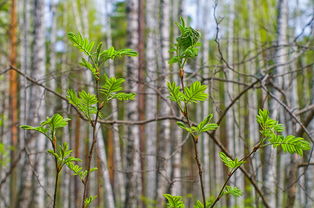 柑橘引發疾病（柑橘常見疾病）