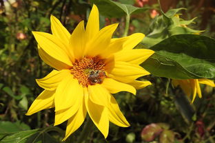 柑橘幾月開始結果（柑橘幾月份開花）