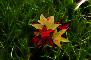 怎樣防止柑橘黃化視頻講解(柑橘黃化病的癥狀)