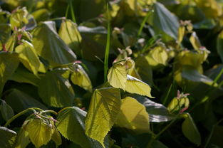 沃柑二月份如何修剪(沃柑二月份管理)