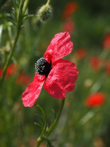 柑橘嫁接枝條選擇技術(shù)要點(diǎn)(柑橘嫁接法)