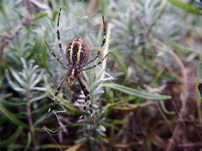 沃柑成熟有紅蜘蛛還能打藥嗎(沃柑紅蜘蛛危害癥狀圖片)
