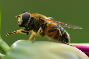 柑桔苗木研究所:科技創新驅動優質種苗培育與產業融合發展