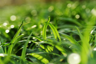 柑桔春季萌芽前用藥(柑橘春芽出來的時(shí)候打什么藥)