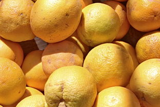 柑橘成熟落果嚴重用什么藥(柑橘成熟期落果是什么原因)