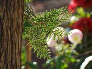 第一年沃柑小樹怎么修剪(沃柑幼苗第一年修剪)