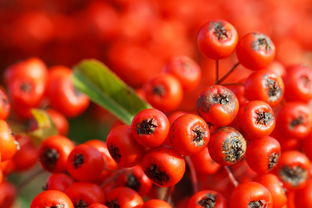 愛媛柑橘產地在哪里(愛媛柑橘品種)