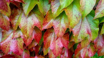 柑橘葉子全掉還能種活嗎(柑橘葉子全掉還能種活嗎視頻)