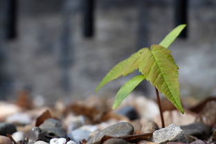 柑橘盆栽僵苗怎么辦(柑橘盆栽種植方法)