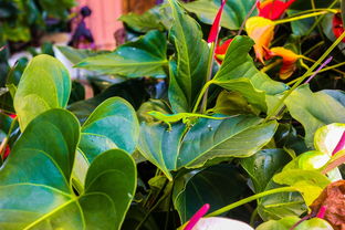 怎么讓盆栽沃柑多結(jié)果(沃柑怎樣管理才結(jié)果快)