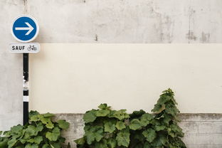 有前景柑橘新品種什么意思呀(前景有限)