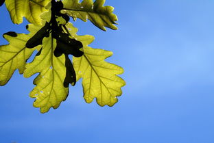 晚熟柑橘樹產量各年增長多少斤正常（晚熟柑橘的食材價格）