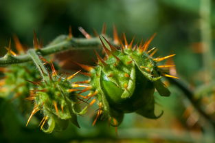 怎么促進柑橘幼果膨大分果(柑橘果實膨大期施肥訣竅)
