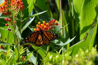 沃柑晚幾月份摘好(沃柑什么時候放晚夏梢)