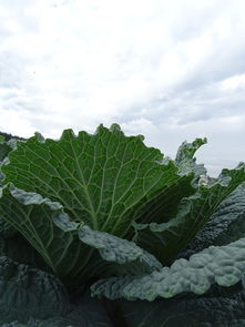 中藥甘桔桔梗區別(中藥桔梗和桔梗的區別)