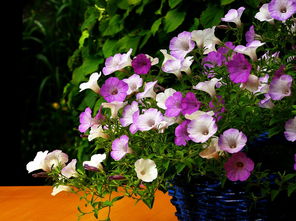 柑橘施肥時期有哪些(柑橘的施肥時間段)