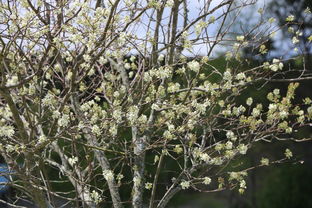 網上買金桔樹怎么種(網上買的金桔樹多久能看出來成活)