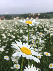 野生小金桔藥效作用(野生小金桔藥效作用與禁忌)