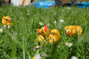 百畝柑橘豐收技術視頻（百畝柑橘豐收技術視頻播放）