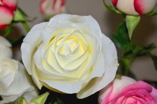 柑橘黃葉怎么快速恢復(柑橘黃葉怎么快速恢復原狀)