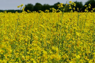 晚熟柑橘春季管理技術(shù)要點總結(jié)報告(晚熟柑橘產(chǎn)業(yè)集群)