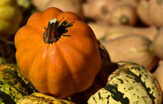 沃柑橙子哪個維c多(沃柑好吃還是臍橙好吃)