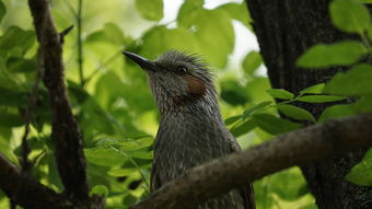 沃柑初花期能打農藥嗎(沃柑初花期能打農藥嗎圖片)
