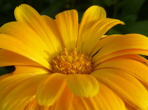 為什么柑橘橘紅色果實(柑橘為什么有幾枝葉黃)