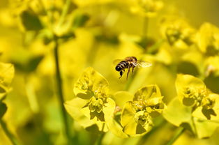 沃柑能吃到幾月份(沃柑幾月摘不影響來年開花)