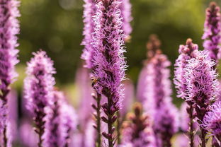 沃柑能吃到幾月份(沃柑幾月摘不影響來年開花)