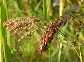 什么時候給柑橘樹施肥施什么肥好呢(柑橘樹什么時候施鉀肥最好)