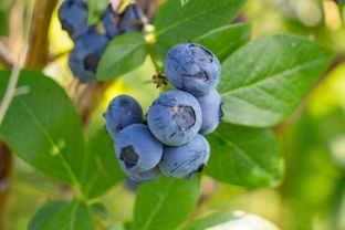 5千棵沃柑結多少斤果(一棵沃柑能結多少斤果)