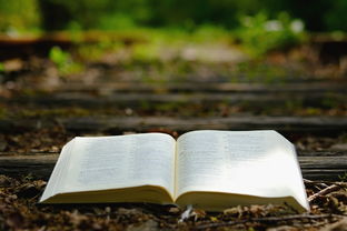 沃柑算廣西特產嗎為什么(沃柑廣西的好吃還是四川的好吃)