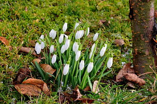 一棵沃柑能有多少斤果(一棵沃柑能結多少斤果)