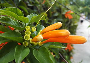 金桔干功效作用下火嗎(金桔干的功效與作用泡水的功效)