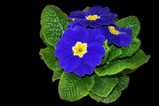 柑橘新品種苗木枝條發芽多久可以施肥(柑橘從發芽到結果多長時間)