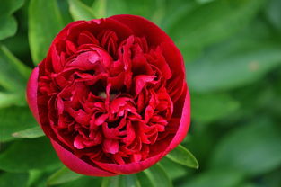 浙江紅美人柑橘苗價格多少錢(臺州紅美人柑橘苗)