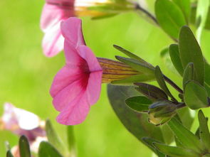 柑橘病害高清圖(柑橘病害最全的圖庫)