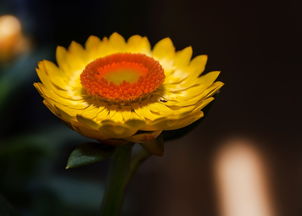 柑橘果實蠅用什么藥噴好點(柑橘果實蠅怎么防治)