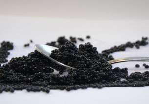 柑橘花期黑蚜蟲嚴重用什么農藥（柑橘黑蚜蟲為什么難打）